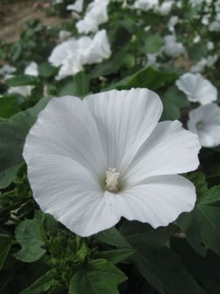 Picture of Lavatera - Mont Blanc